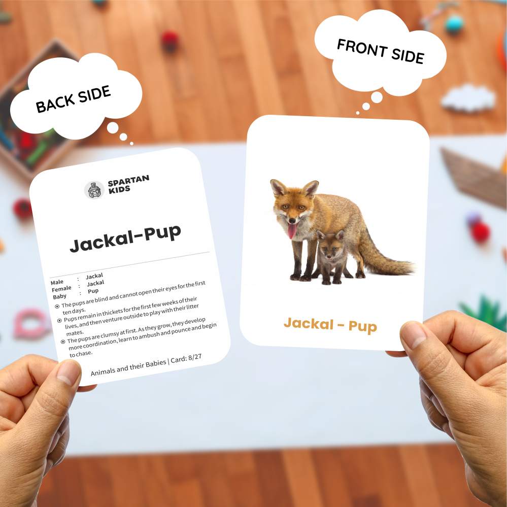 Animal & Their Babies Flash Cards | 27 Early Learning Flash Cards for Kids