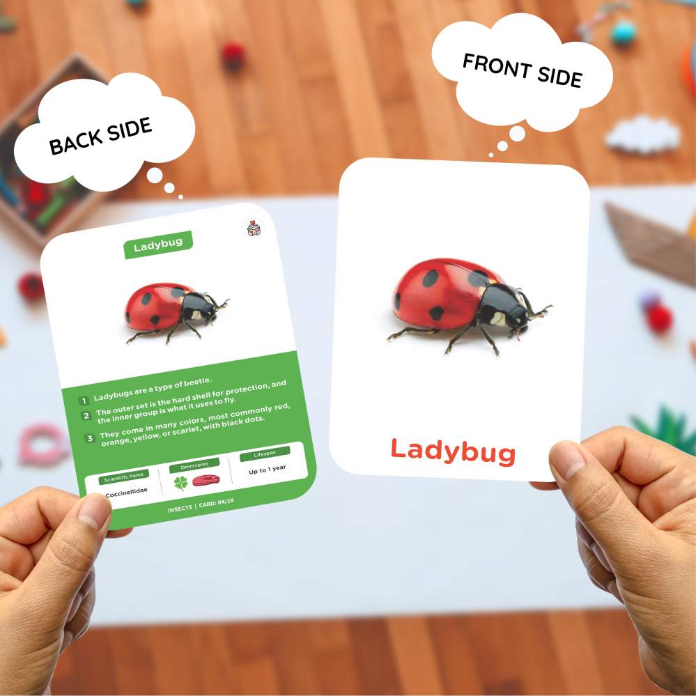 Insect Flash Cards | 27 Early Learning for Kids