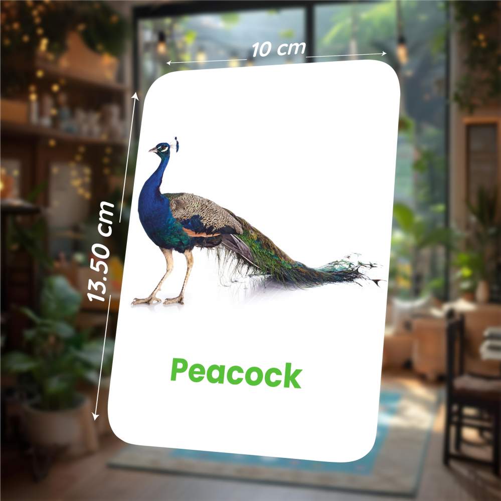 Birds Flash Cards | 27 Early Learning Flash Cards for Kids
