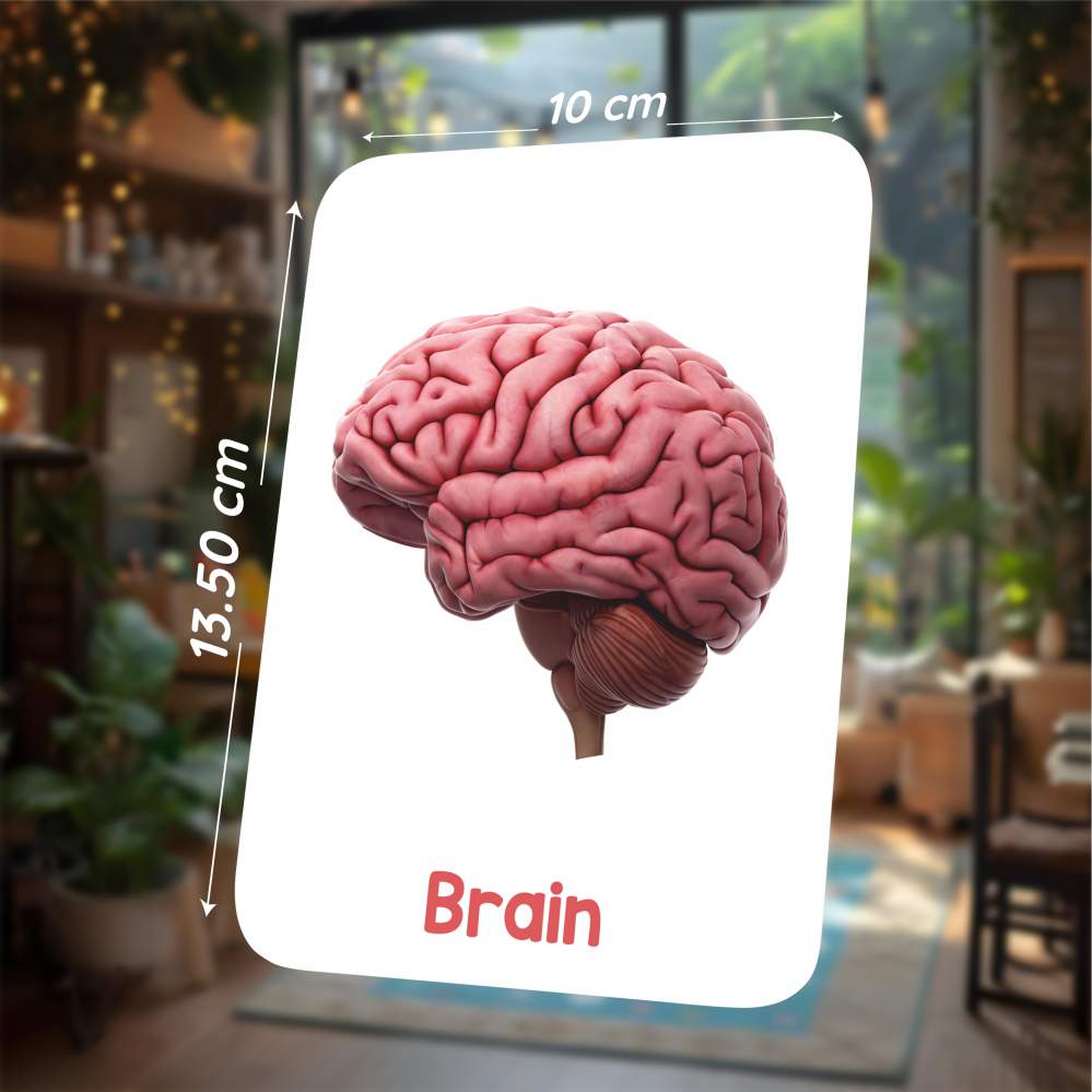 Human Organs Flash Cards – Augmented Reality Based Flash Cards