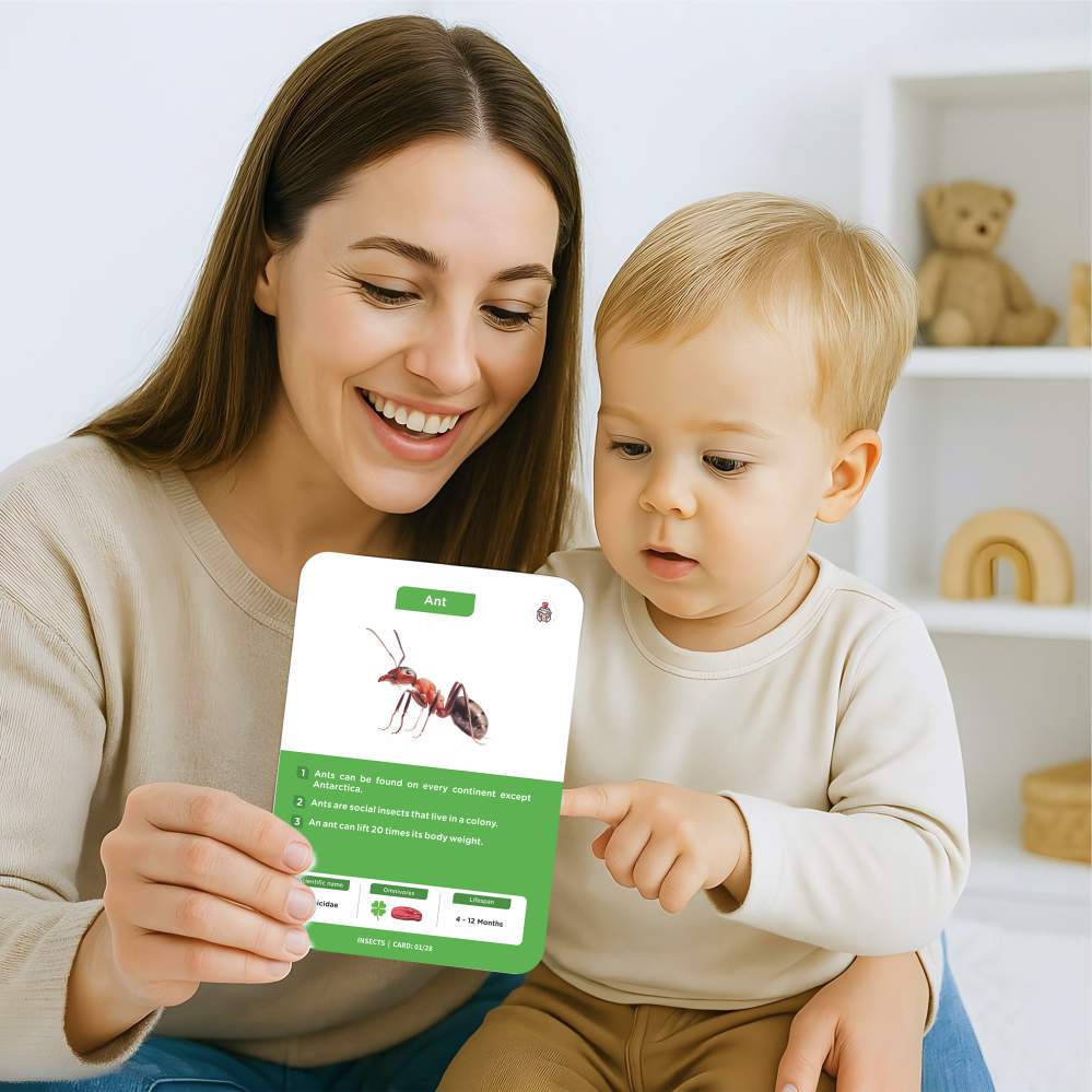 Insect Flash Cards | 27 Early Learning for Kids