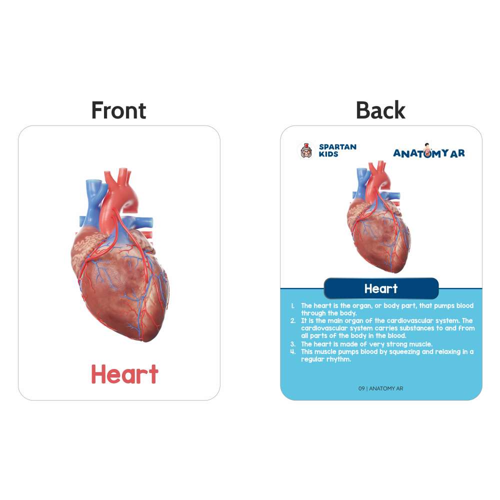 Human Organs Flash Cards – Augmented Reality Based Flash Cards