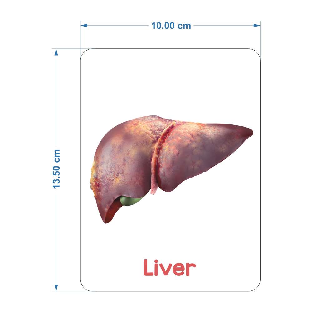 Human Organs Flash Cards – Augmented Reality Based Flash Cards