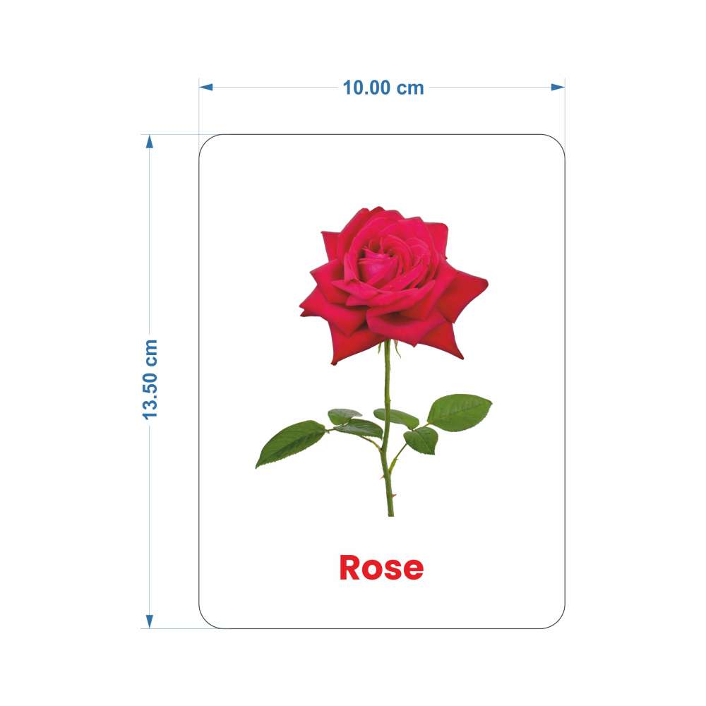 Flowers Flash Cards | 27 Early Learning Flash Cards for Kids