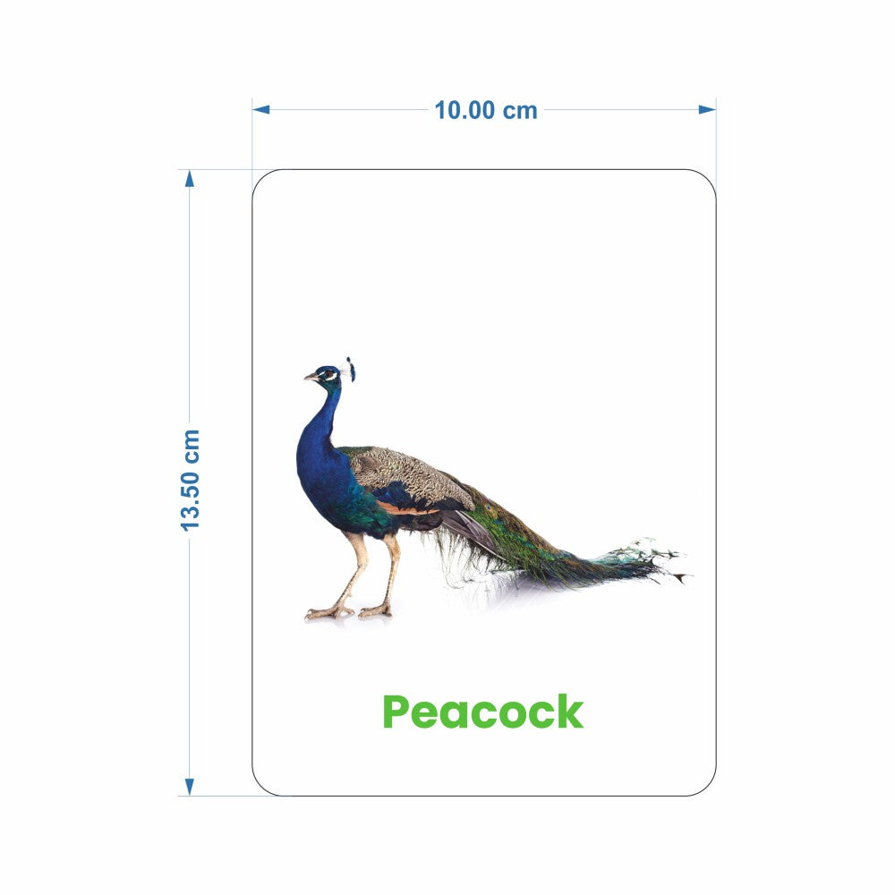 Birds Flash Cards | 27 Early Learning Flash Cards for Kids