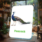 Birds Flashcards for Kids – 27 Bird Names with Pictures (Ages 2-6)