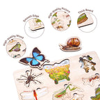 Wooden Birds & Insect 3D Puzzle Set for Kids 3+ (Set of 2)